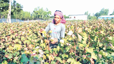 Hybrid cotton brings success, catches everyone’s attention