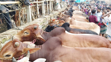 1.30 crore sacrificial animals to be supplied in Eid-ul-Azha