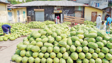 Watermelon cultivation gains popularity in Bhola 