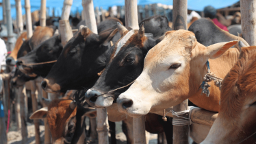 Dhaka to have 22 cattle markets for Eid-ul-Azha