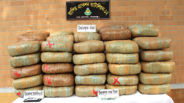 216kg cannabis seized in Sirajganj; 2 drug peddlers held