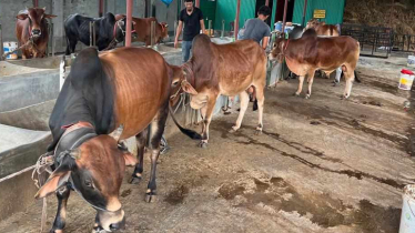 Over 16 lakh sacrificial animals ready for Eid-ul-Azha in Khulna