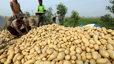 Potato prices on the rise 