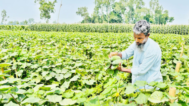 Farmers face losses as cucumber prices hit Tk 2 per kg