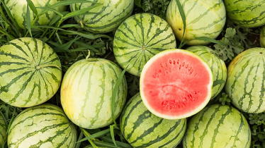 Over 4.5 tonnes production of watermelon expected in Khulna