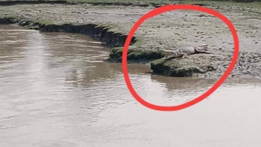 Roaming crocodiles seen in Shibsa river