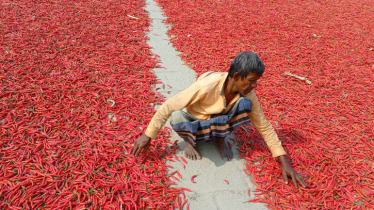 Dry chilies worth crores of Taka getting produced in Gaibandha