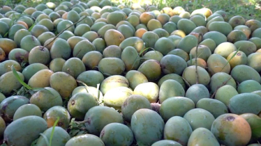 China keen to import Bangladeshi mangoes