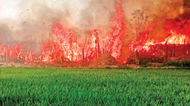 5,000 bighas of betel leaf orchard burn to ashes