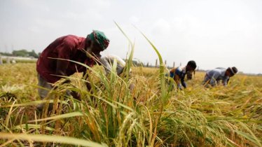 Paddy, rice procurement drive begins in Bogura