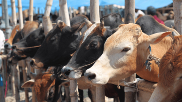 No shortage of cattle for Eid-ul-Azha: Livestock Minister