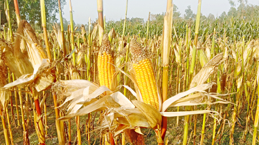 Low cost, high return brings smiles to 20,000 maize farmers 