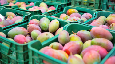 Mangoes arrive in Satkhira market 