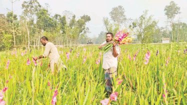 Commercial gladiolus farming rises in Kurigram 