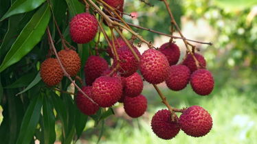 Prolonged heat wave threatens litchi production in Pabna