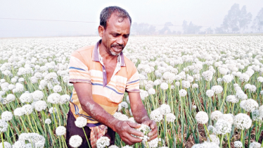 Onion seed farming surges in Pabna