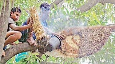 Honey extraction season begins in Sundarbans
