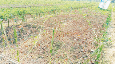 Prolonged heatwave wreaks havoc on vegetable crops