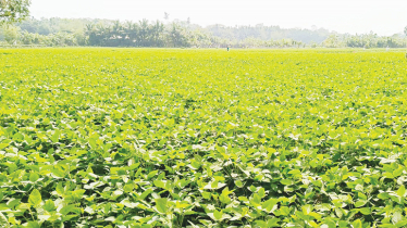 Soybean cultivation transforms fortunes of farmers 