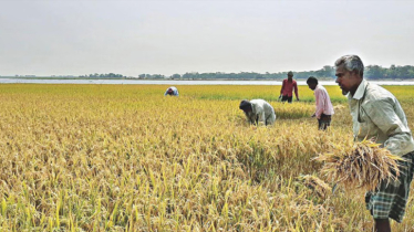 97 pc boro paddy harvested in Haor areas: Agri Ministry