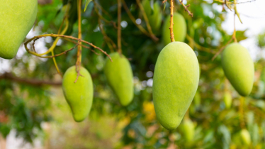 Naogaon sets ambitious Tk 2500 crore target for mango sales