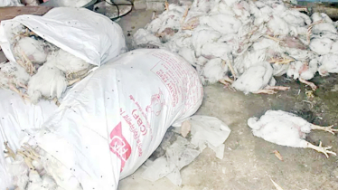 Heatstroke wreaks havoc on Barishal poultry farms