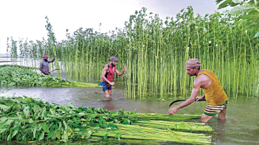 Jute cultivation begins in Jamalpur
