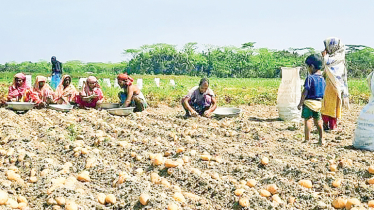 Bumper potato yield makes farmers happy