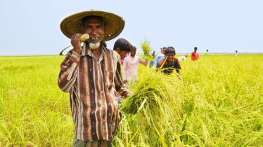 14,400 Jashore farmers to get incentive for Aush cultivation