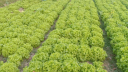 Farmers excel in cultivating exotic lettuce