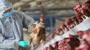 H5N1 strain of bird flu found in milk: WHO