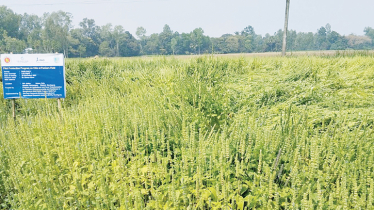 Low-cost, good return prompt chia sees farming