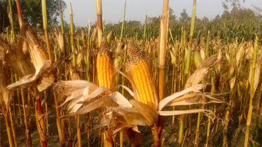 The income of women workers in maize cultivation is equal