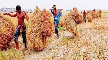 Bumper harvest delights Boro paddy farmers