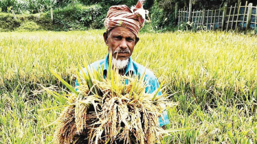 Bumper Boro harvest brings joy to haor farmers 
