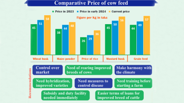 Cattle farmers struggle amid rising feed prices