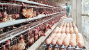 Heatwave spell disaster for poultry industry  
