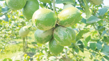 China-3 lemon farming changes fate of entrepreneurs