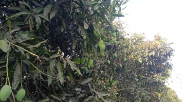 Mangoes dropping early in Rajshahi amid intense heat