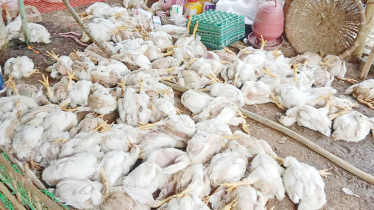 Thousands of chicken die, egg production drops