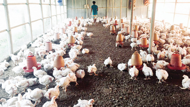 Heatwave claims hundreds of chickens daily 