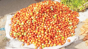Farmers count losses as tomato prices hit Tk 3 per kg