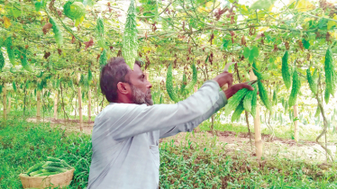 Srimangal farmers thrive in bitter gourd farming