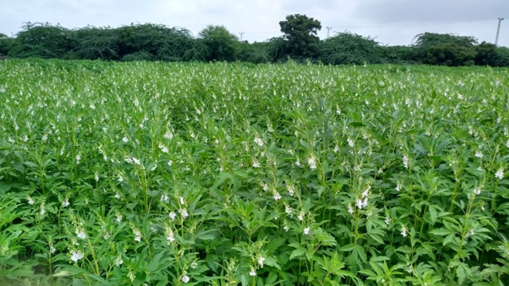 Sesame cultivation goes on in full swing in Manikganj