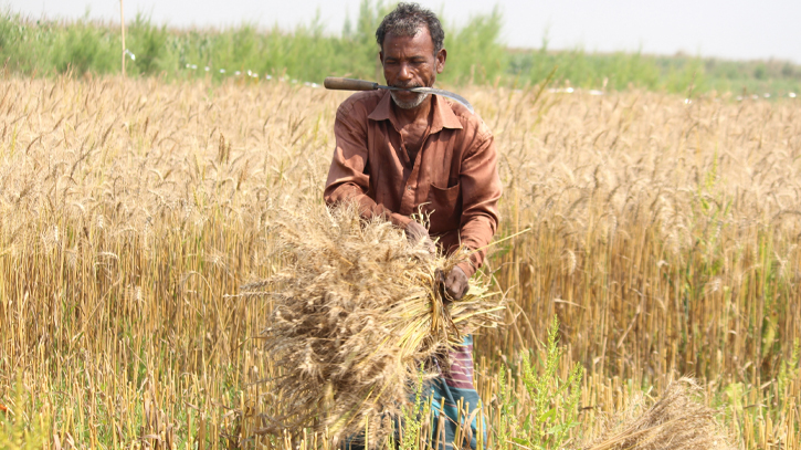 Wheat harvesting begins as challenges, hopes run high