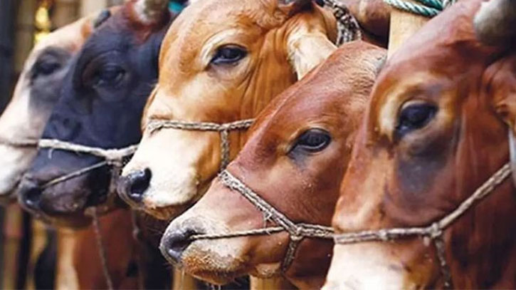 6 Brahman cows seized from Sadeeq Agro 6 Brahman cows seized from Sadeeq Agro