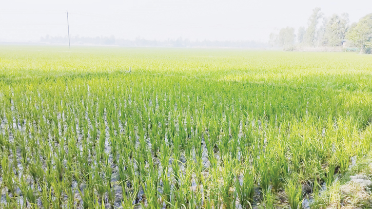 17,450 hectares brought under Boro farming