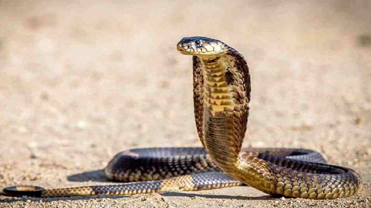 Intense heat causes surge in snake bites