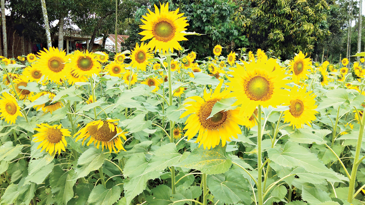 Low cost, fair price lead farmers to increased sunflower farming 