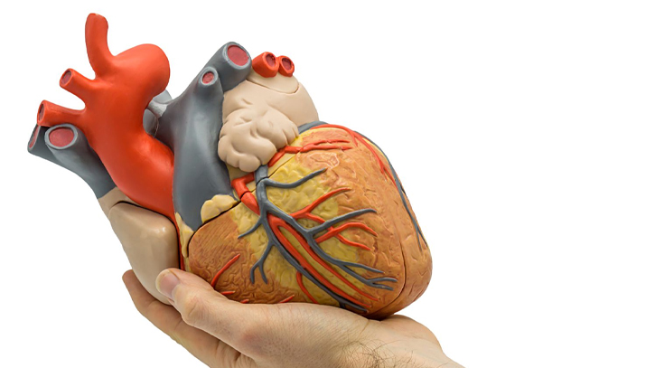 The dream of an artificial heart: How close are we?
